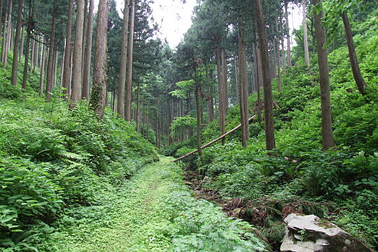 西俣大滝 の写真(83) 2008年06月08日