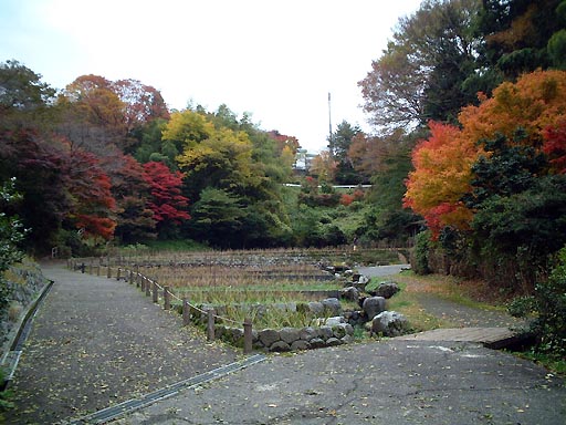 卯辰山　花菖蒲園 の写真(87) 2001年11月18日