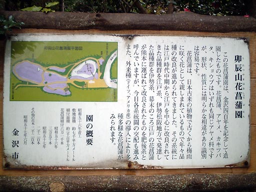卯辰山　花菖蒲園 の写真(88) 2001年11月18日