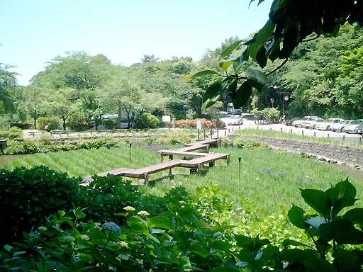 卯辰山　花菖蒲園 の写真(80) 2002年06月01日