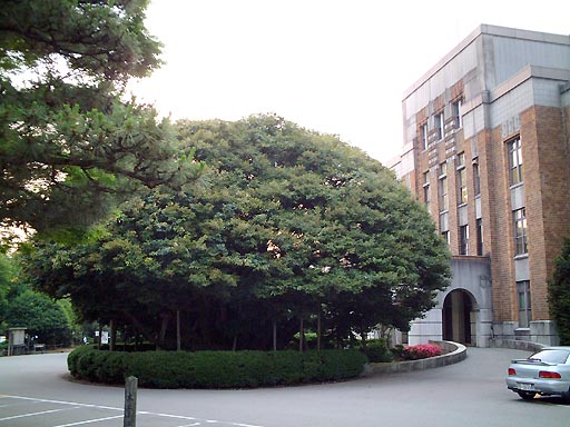 堂形のシイの木 の写真(81) 2002年06月07日