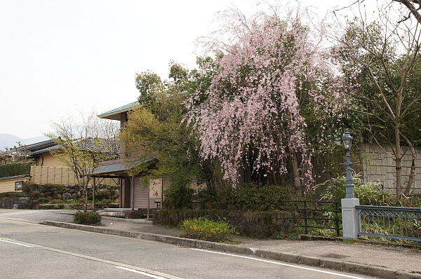 福神橋 の写真(13) 2013年04月17日