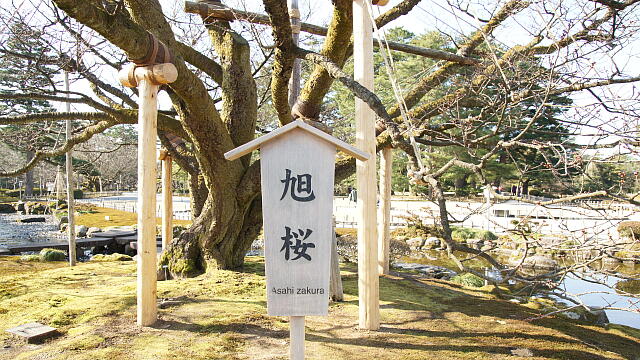 /kenrokuen/gazo20130316/asahizakuraDSC07949.JPG