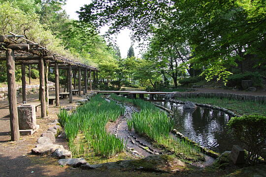 西山公園 菖蒲池 の写真(84) 2007年05月03日