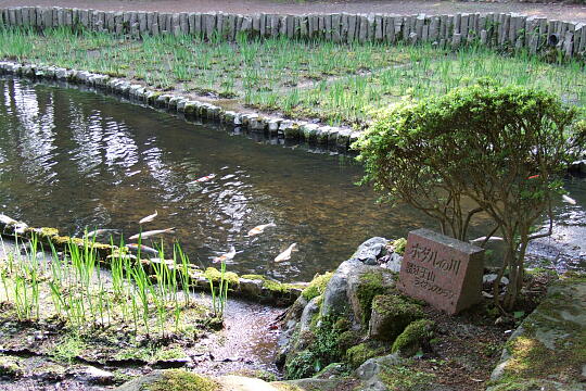 西山公園 菖蒲池 の写真(85) 2007年05月03日
