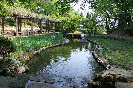 西山公園 菖蒲池 の写真(86) 2007年05月03日