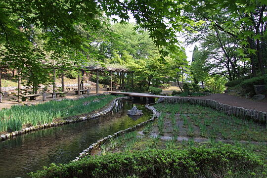 西山公園 菖蒲池 の写真(87) 2007年05月03日