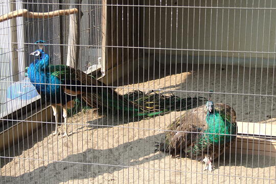 鯖江市西山動物園 の写真(82) 2007年05月03日