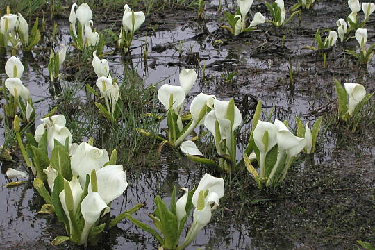 水芭蕉のあやめ沢湿原（春） の写真(84) 2005年04月29日