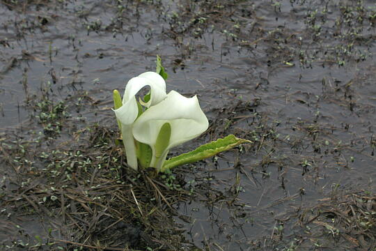 水芭蕉のあやめ沢湿原（春） の写真(85) 2005年04月29日