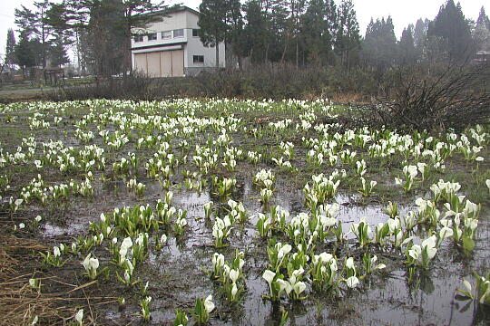 水芭蕉のあやめ沢湿原（春） の写真(86) 2005年04月29日