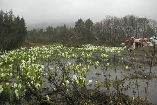 水芭蕉のあやめ沢湿原（春） の写真(87) 2005年04月29日