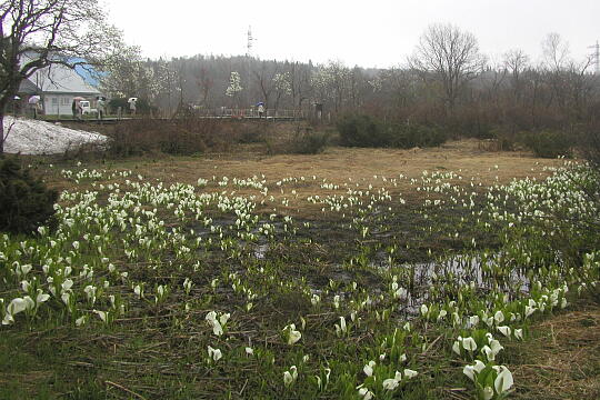 水芭蕉のあやめ沢湿原（春） の写真(88) 2005年04月29日