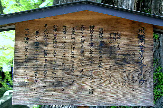 飛騨国分寺の大イチョウ の写真(80) 2005年05月05日