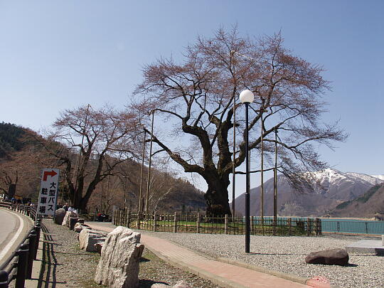 荘川桜 の写真(82) 2006年05月03日