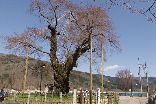 荘川桜 の写真(84) 2006年05月03日