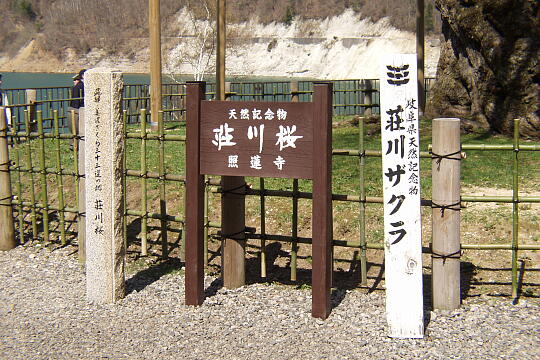 荘川桜 の写真(87) 2006年05月03日