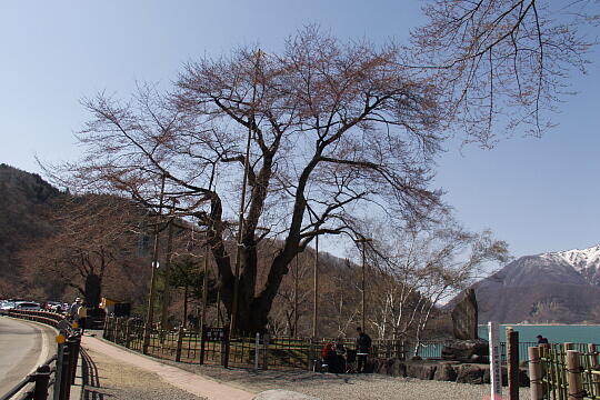 荘川桜 の写真(88) 2006年05月03日