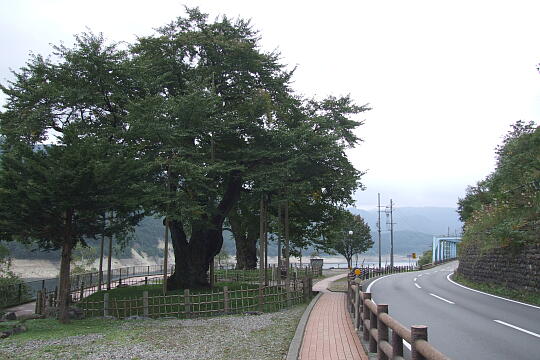 荘川桜（秋） の写真(80) 2007年10月07日