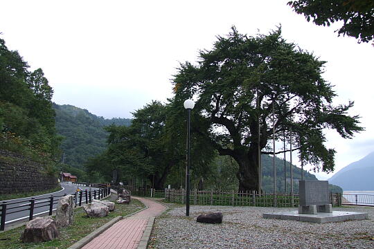 荘川桜（秋） の写真(83) 2007年10月07日