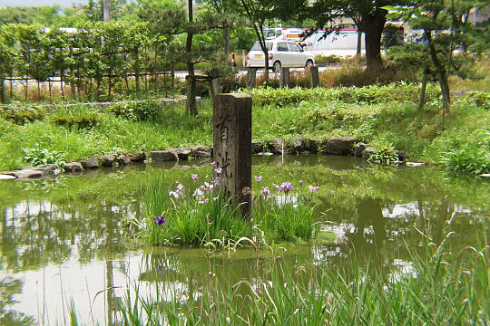 首洗い池（手塚山公園） の写真(89) 2005年06月12日