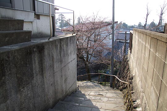 〔城端〕桜坂 の写真(81) 2008年04月06日