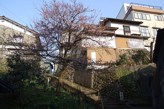 〔城端〕桜坂 の写真(84) 2008年04月06日